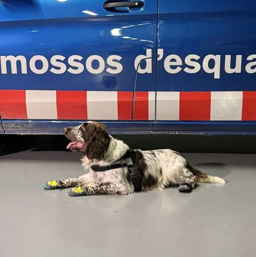 Notícia
