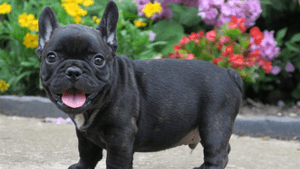 Notícia