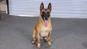 Notícia