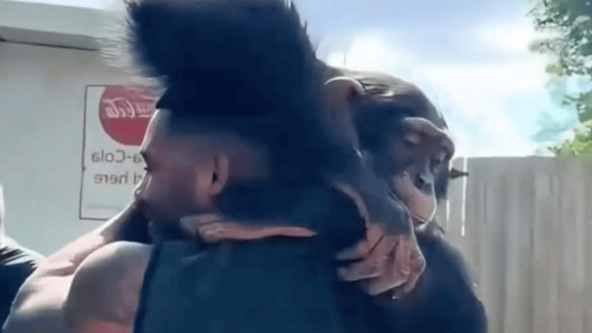 Notícia