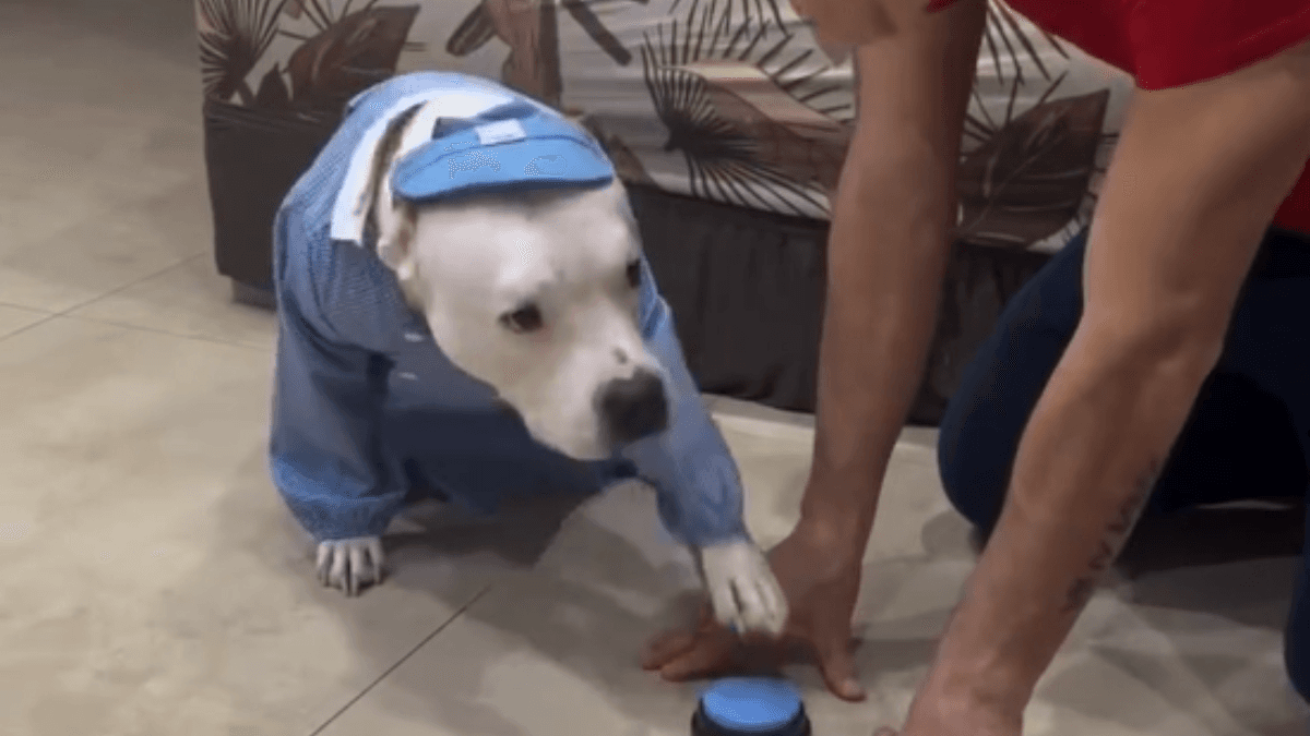 Notícia